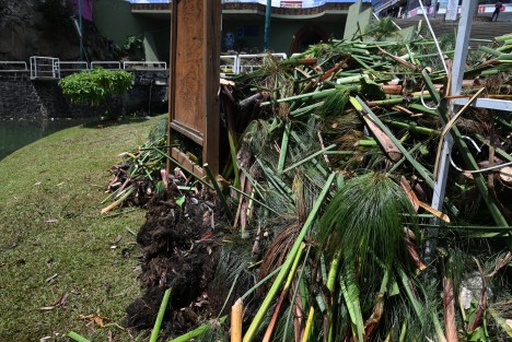 Trabajadores del INECOL le dan mantenimiento a los lirios del primer lago de Xalapa, al decir de los biólogos las plantas ya cumplieron su proceso natural por lo que necesitan ser renovados.