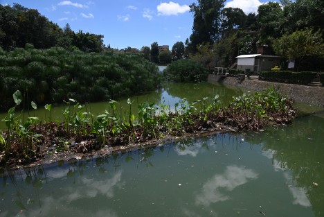 Trabajadores del INECOL le dan mantenimiento a los lirios del primer lago de Xalapa, al decir de los biólogos las plantas ya cumplieron su proceso natural por lo que necesitan ser renovados.