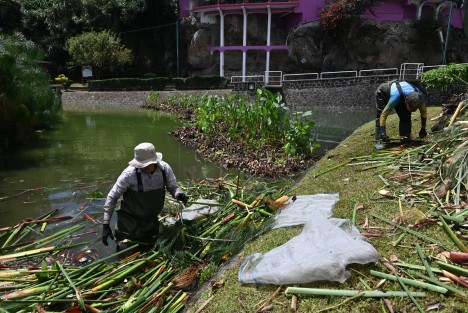 Trabajadores del INECOL le dan mantenimiento a los lirios del primer lago de Xalapa, al decir de los biólogos las plantas ya cumplieron su proceso natural por lo que necesitan ser renovados.
