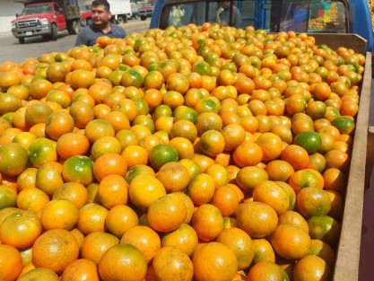 Productores de cítricos de la región de Tlapacoyan mantienen altas expectativas durante la presente temporada, ya que sus productos están alcanzando un precio que les permitirá obtener buenas ganancias. 