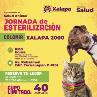 El Ayuntamiento de Xalapa, a través del Departamento de Salud Animal invita a participar en la Jornada de Esterilización felina y canina, exclusiva para habitantes de Xalapa 2000, a realizarse el próximo martes 10 de octubre. Cupo limitado a 40 animales, por lo que es necesario reservar su lugar al 228 298 6941 ext. 6509.