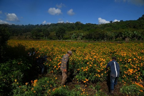 La familia López, de la  comunidad de Paxtepec, mpio. Naolinco, Ver., dio inicio al corte de flor de cempasúchil, al igual que los demás habitantes de esta comunidad, quienes manifestaron estar contentos pues han recibido miles de visitantes. Desde hoy y hasta el 31 de octubre se realiza la cosecha en los diferentes puntos de San Pablo, Paxtepec y Santa María.