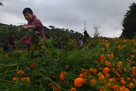 La familia López, de la  comunidad de Paxtepec, mpio. Naolinco, Ver., dio inicio al corte de flor de cempasúchil, al igual que los demás habitantes de esta comunidad, quienes manifestaron estar contentos pues han recibido miles de visitantes. Desde hoy y hasta el 31 de octubre se realiza la cosecha en los diferentes puntos de San Pablo, Paxtepec y Santa María.