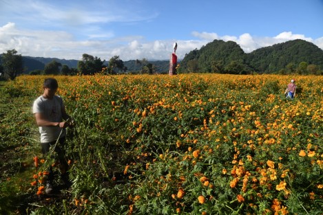 Una familia de cinco hermanos y amigos de la comunidad de Paxtepec municipio de Naolinco, sembraron hectárea y media  flor de cempasúchil con el fin de que turistas puedan tomarse fotos  y hacer videos. Colocaron una catrina gigante y diferentes escenarios. 