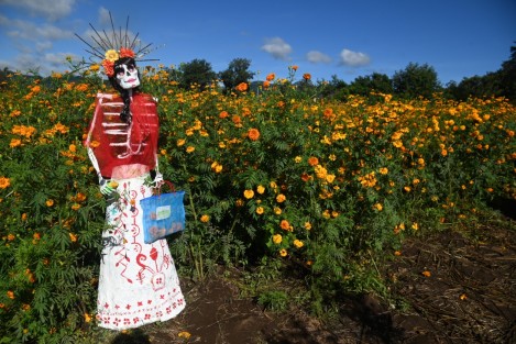 Una familia de cinco hermanos y amigos de la comunidad de Paxtepec municipio de Naolinco, sembraron hectárea y media  flor de cempasúchil con el fin de que turistas puedan tomarse fotos  y hacer videos. Colocaron una catrina gigante y diferentes escenarios. 