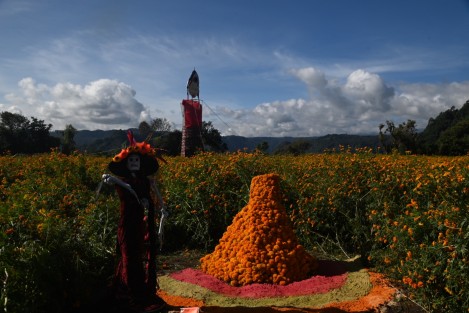 Una familia de cinco hermanos y amigos de la comunidad de Paxtepec municipio de Naolinco, sembraron hectárea y media  flor de cempasúchil con el fin de que turistas puedan tomarse fotos  y hacer videos. Colocaron una catrina gigante y diferentes escenarios. 
