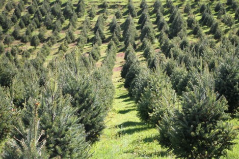 Veracruz se posiciona como el cuarto estado a nivel nacional en la producción de árboles de Navidad, registrando un aumento promedio de 30 hectáreas por año.