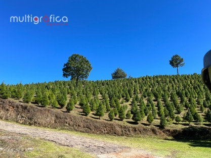 En el Ciclo Verde, del 18 de noviembre al 17 de diciembre, de 9am a 9pm, todos los días de la semana corta y escoge tu árbol de Navidad. El Parque temático solo funciona sábados y domingos.