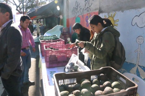 De varios puntos aledaños a la ciudad de Xalapa productores de aguacate llegaron a la calle Villahermosa, junto a la Escuela Normal, para vender su producto a bajo costo.