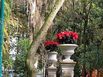 Xalapa se llena de nochebuenas, gracias a los trabajadores de parques y jardines del Ayuntamiento.  