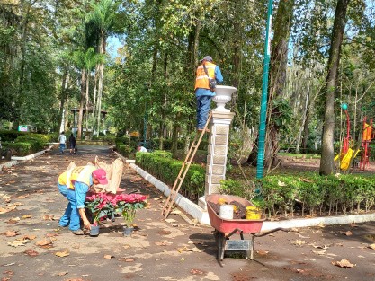 Xalapa se llena de nochebuenas, gracias a los trabajadores de parques y jardines del Ayuntamiento.  