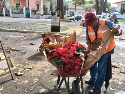Xalapa se llena de nochebuenas, gracias a los trabajadores de parques y jardines del Ayuntamiento.  