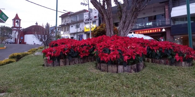 Algunas áreas verdes están siendo decoradas generosamente con flores de nochebuena. Estas plantas tienen poca posibilidad de sobrevivir si son arrancadas, por lo que mejor es disfrutarlas en el sitio. 