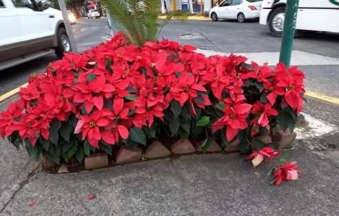 Algunas áreas verdes están siendo decoradas generosamente con flores de nochebuena. Estas plantas tienen poca posibilidad de sobrevivir si son arrancadas, por lo que mejor es disfrutarlas en el sitio. 