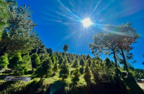 Desde hace unos años, las plantaciones de pinos en la región de Las Vigas, Ver., constituyen un atractivo turístico de la temporada navideña. Familias con posibilidades acuden por su pino y a un día de convivencia familiar. 