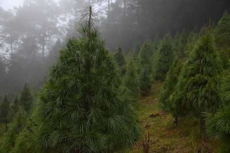 Desde hace unos años, las plantaciones de pinos en la región de Las Vigas, Ver., constituyen un atractivo turístico de la temporada navideña. Familias con posibilidades acuden por su pino y a un día de convivencia familiar.
