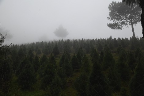 Desde hace unos años, las plantaciones de pinos en la región de Las Vigas, Ver., constituyen un atractivo turístico de la temporada navideña. Familias con posibilidades acuden por su pino y a un día de convivencia familiar.