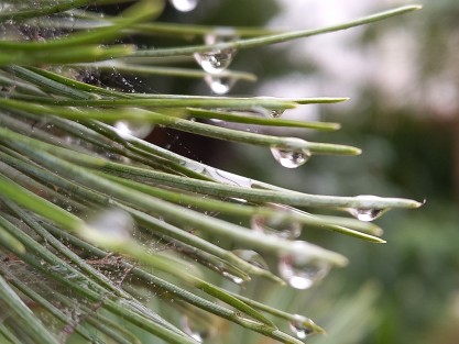 La lluvia puso melancólicos a algunos amantes de las artes gráficas.