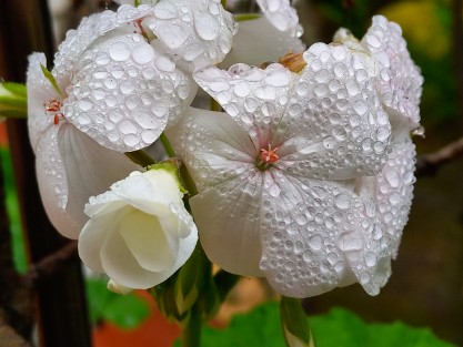 La lluvia puso melancólicos a algunos amantes de las artes gráficas.