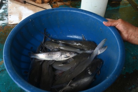 La actividad económica de este lugarcito jarocho se centra además de la pesca, en la gastronomía de mar, por lo que muchos visitantes acuden a degustar los platillos atendidos por gente jarocha, que aún no pierde su esencia. 