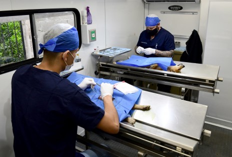 Con el objetivo de crear conciencia sobre la tenencia responsable de mascotas y unir esfuerzos en favor del bienestar animal, personal de la Dirección de Salud, a través del Departamento de Salud Animal, realizó este viernes una jornada gratuita de esterilización canina y felina en la colonia Unión Antorchista.