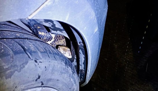 Elementos de la Brigada de Vigilancia Animal de Ayuntamiento  de Xalapa lograron capturar y poner a resguardo una boa que fue localizada en un auto en la zona de Monte Magno.