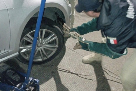 Elementos de la Brigada de Vigilancia Animal de Ayuntamiento  de Xalapa lograron capturar y poner a resguardo una boa que fue localizada en un auto en la zona de Monte Magno.