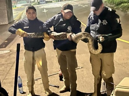 Elementos de la Brigada de Vigilancia Animal de Ayuntamiento  de Xalapa lograron capturar y poner a resguardo una boa que fue localizada en un auto en la zona de Monte Magno.
