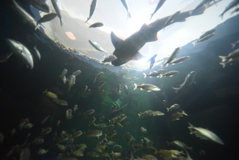  El gobernador Cuitláhuac García Jiménez informó que la modernización del Aquarium de Veracruz lleva un 85% de avance y se espera que las nuevas áreas interactivas y el espacio para lobos marinos sean abiertos en su totalidad el 30 de abril.