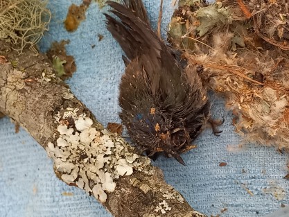 Como muestra de las afectaciones a la fauna tienen en resguardo un polluelo de colibrí, cuyo nido fue destruido por el desrame que una compañía de cable hizo en la avenida Ruiz Cortines. Uno de los polluelos murió al caer el nido, y este están tratando de lograr que se recupere.  
