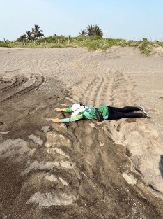 A través de redes sociales, el gobernador Cuitláhuac García dio cuenta del registro del arribo a desove de un ejemplar de tortuga laud de grandes dimensiones en playa de Costa Esmeralda. Los huevos fueron resguardados por colaboradores de un campamento tortuguero.  