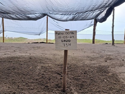 A través de redes sociales, el gobernador Cuitláhuac García dio cuenta del registro del arribo a desove de un ejemplar de tortuga laud de grandes dimensiones en playa de Costa Esmeralda. Los huevos fueron resguardados por colaboradores de un campamento tortuguero.  