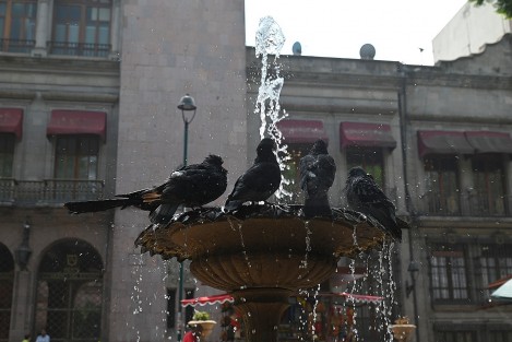 Despuès de varios dìas sin agua, hoy las fuentes del parque Juàrez de Xalapa, tuvieron agua, lo que fue aprovechado por las palomas para tomar un baño refrescante. 