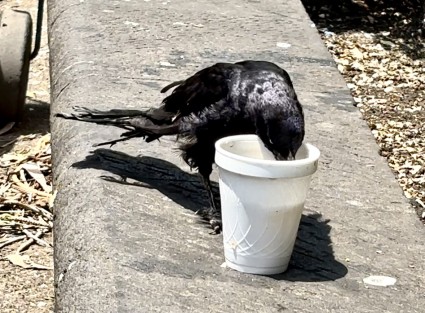 La sed es para todos. Así las ordinarias aves en el parque Juárez de Xalapa. 