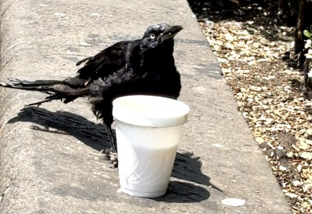 La sed es para todos. Así las ordinarias aves en el parque Juárez de Xalapa. 