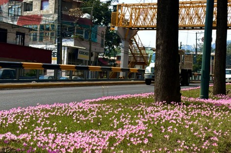 Mayitos, flores de San Juan o lirios de tormenta, entre algunos de los nombre que reciben estas flores que actualmente llenan de color los camellones de Xalapa y otras áreas verdes tras las lluvias que por fin llegaron luego de más de un mes de sequía. 