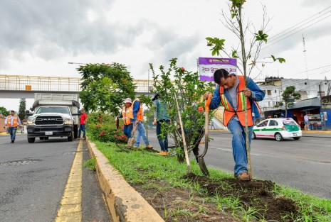 La Dirección de Medio Ambiente del H. Ayuntamiento de Xalapa realizó este sábado una jornada de plantación de árboles, como parte del Programa de Arborización y Reforestación 2024, que inició en el bulevar Xalapa-Banderilla y concluyó frente a Plaza Crystal.