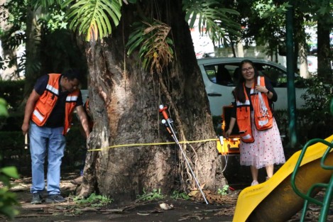 Con el fin de brindar un manejo adecuado al arbolado urbano de acuerdo con su estado de salud, el Ayuntamiento, través de personal de la Dirección de Medio Ambiente, llevó a cabo la presentación de un Tomógrafo Sónico, en el parque Miguel Hidalgo, Los Berros. 