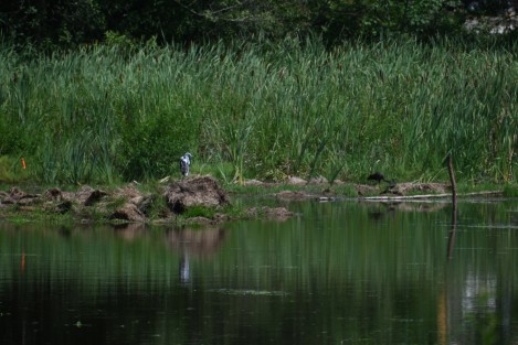 Ya se pueden ver los primeros habitantes en el nuevo lago artificial  donde antes fue el santuario de garzas, se trata de dos patos y de cientos de larvas de mosco que se observan a distancia.