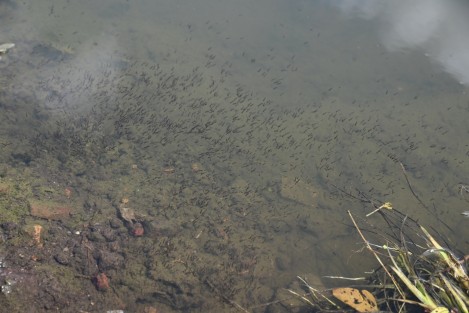 Ya se pueden ver los primeros habitantes en el nuevo lago artificial  donde antes fue el santuario de garzas, se trata de dos patos y de cientos de larvas de mosco que se observan a distancia.