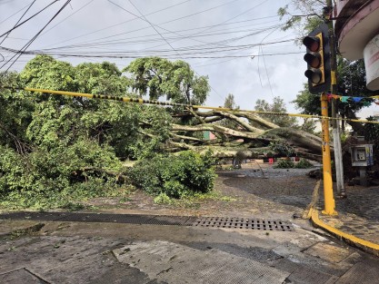 La tarde de este sábado el gran árbol que estaba sobre la calle Diego Leño, esquina con Bremont, se vino abajo, presuntamente a causa de su frondoso follaje, altura y reblandecimiento de la tierra en su base