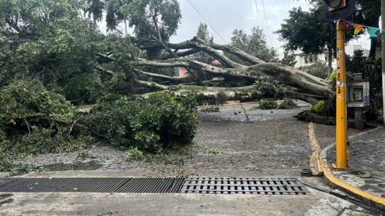 La tarde de este sábado el gran árbol que estaba sobre la calle Diego Leño, esquina con Bremont, se vino abajo, presuntamente a causa de su frondoso follaje, altura y reblandecimiento de la tierra en su base