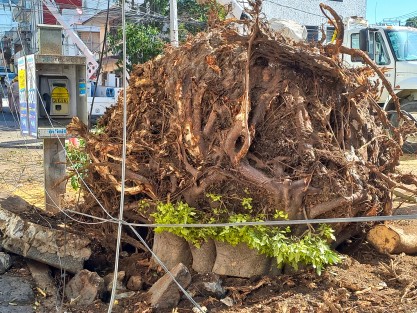 En opinión de profesionistas del ramo, la caída del árbol se pudo deber a la gran cantidad de raíces superficiales, en el rodete de piedra, lo que ocasionaría menor fijación a suelo firme.  