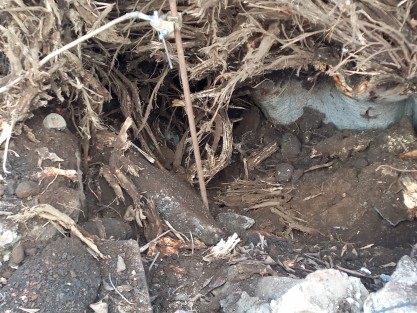 En opinión de profesionistas del ramo, la caída del árbol se pudo deber a la gran cantidad de raíces superficiales, en el rodete de piedra, lo que ocasionaría menor fijación a suelo firme.  