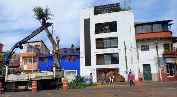 Luego de la caída de un árbol en la calle Diego Leño, su vecino es talado este martes. 