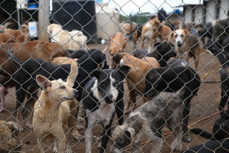 Edith Fernández, responsable del albergue de animales Ada Azul, informó que este martes llegaron al lugar Policía y la brigada de Bienestar Animal, Medio Ambiente y CMAS, para advertirle que deberá, junto con los inquilinos desalojar el predio. 