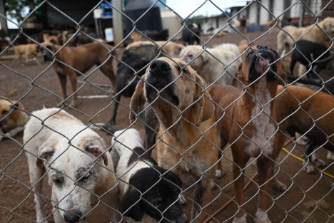 A decir de la responsable del albergue, este miércoles acudirá a una audiencia, pero de no llegarse a un acuerdo favorable, alrededor de 300 animales tendrán que ser liberados nuevamente en las calles, pues no tiene a dónde llevarlos. 