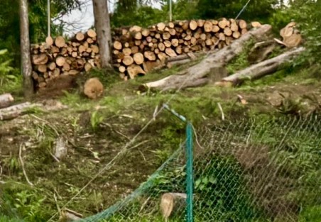 Mientras hay quienes toman cartas en la reforestación, otros hacen leña de sus árboles, como se observó a un costado de la carretera a Coatepec. 