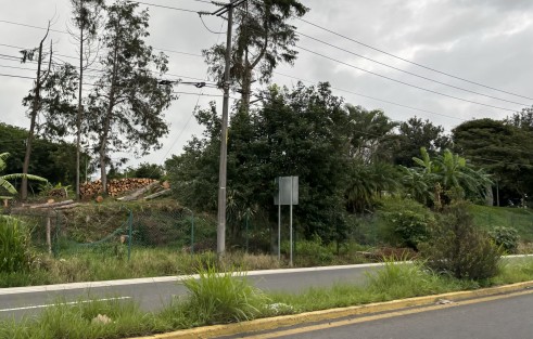 Mientras hay quienes toman cartas en la reforestación, otros hacen leña de sus árboles, como se observó a un costado de la carretera a Coatepec.