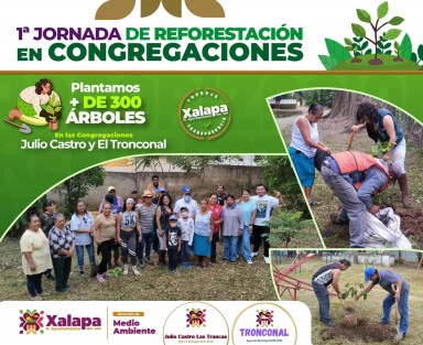 El Ayuntamiento de Xalapa llevó a cabo a 1a Jornada de Reforestación en Congregaciones con rotundo éxito. Más de 300 árboles fueron plantados este sábado en Julio Castro y El Tronconal, sumando mil 800 en toda la ciudad. 